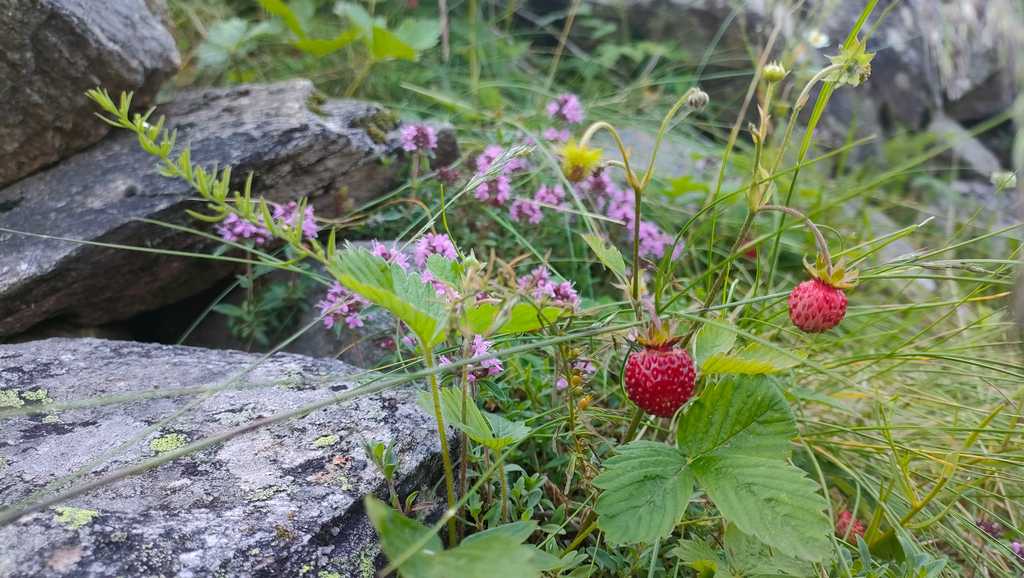 Fragole selvatiche